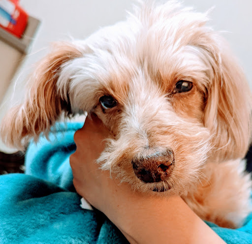 Smith Veterinary Hospital, A Thrive Pet Healthcare Partner