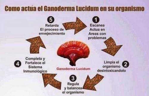DXN Ejutla Gallery - Mexico