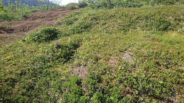 Trehørningen, Kvaløya