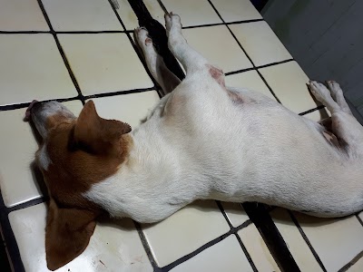 Photos of Veterinaria Ca&ntilde;as