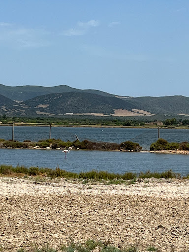 Flamingo-View