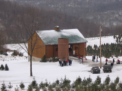 Photos of Grupp's Christmas Tree Farm