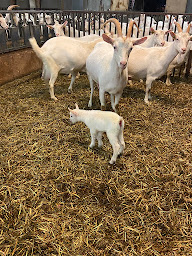 Photo n°9 de Gaec Mas de Catal à Rudelle (Producteur de bétail)