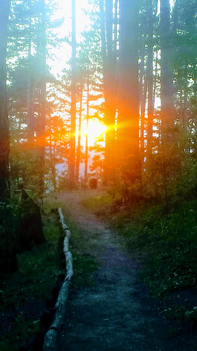 Pineta Di Casina - Thumbnail