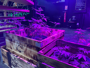 Photo n°9 de CBD Shop France Mandelieu / Cannes la bocca à Mandelieu-la-Napoule (Magasin de cannabis)
