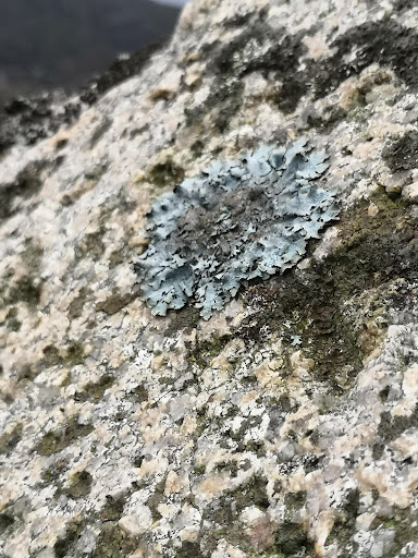 Carrick Little Walkers Car Park - Thumbnail