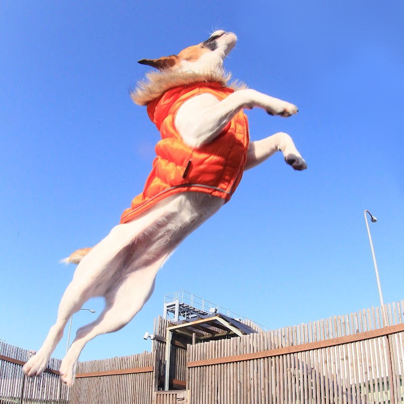 スタジオドッグラン 愛知県名古屋市本地通 犬専用公園 公園 グルコミ