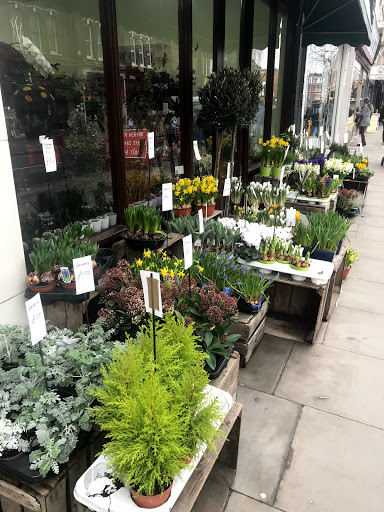 Flowerstalk - Thumbnail