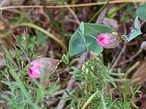 Candy’s Bush Reserve - Thumbnail