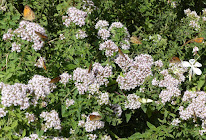 Le Jardin d'un Rêve à Saint-Corneille
