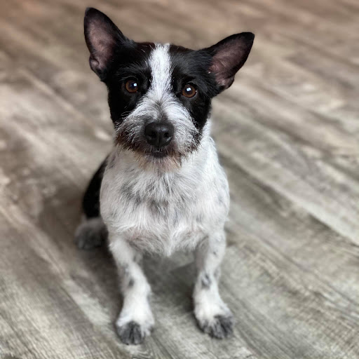 Southern NH Pet Grooming