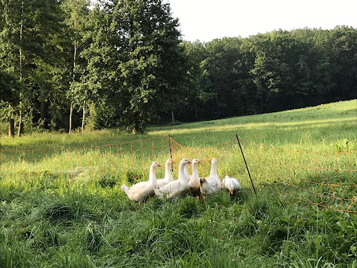 Wohnmobilstellplatz "Natur Pur" Frießnitz