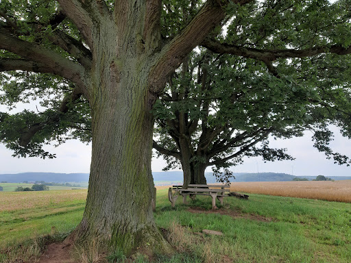 Heilige Eiche - Visual