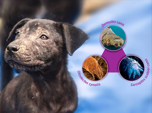 PET SHOP SHALOM Y FARMASCOTAS