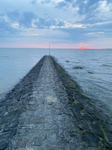 Hunde Wiese Sahlenburg