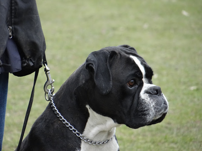 Boxerzwinger vom Rotbach-Hof photo