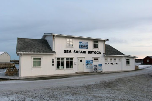 Sea Safari Andenes