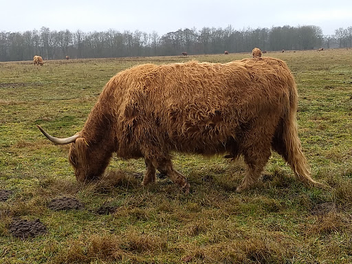 Parkeerplaats Gasterse Duinen - Thumbnail