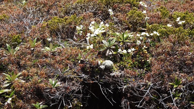 Tongariro Alpine Crossing