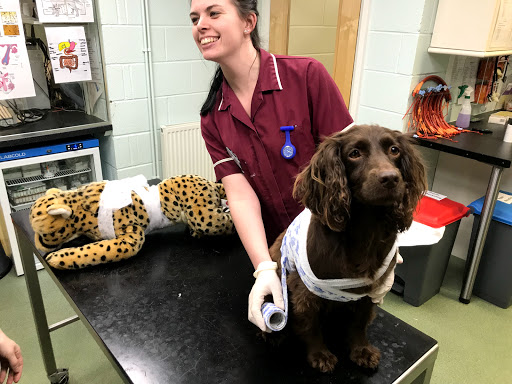 Folly Gardens Veterinary Clinic - Cheltenham - Thumbnail