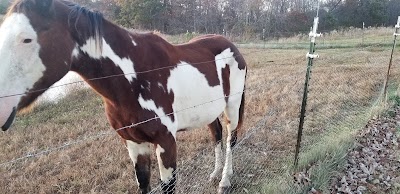 Embry Family Horses and Tack