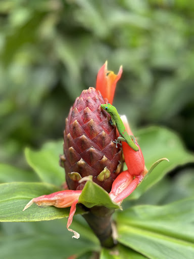 Wasabi Tours Hawaii - Thumbnail