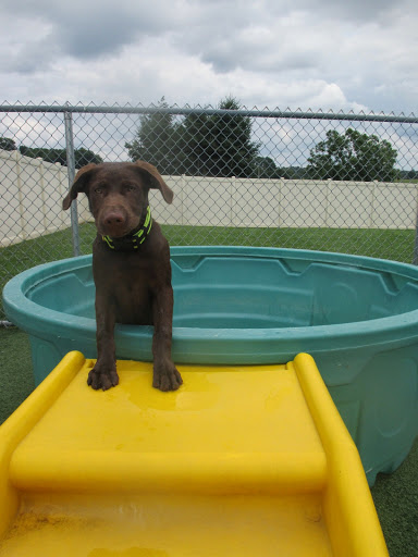 Canine Country Club Inc, - Thumbnail