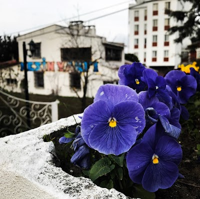 Photos of Nesin Foundation Library