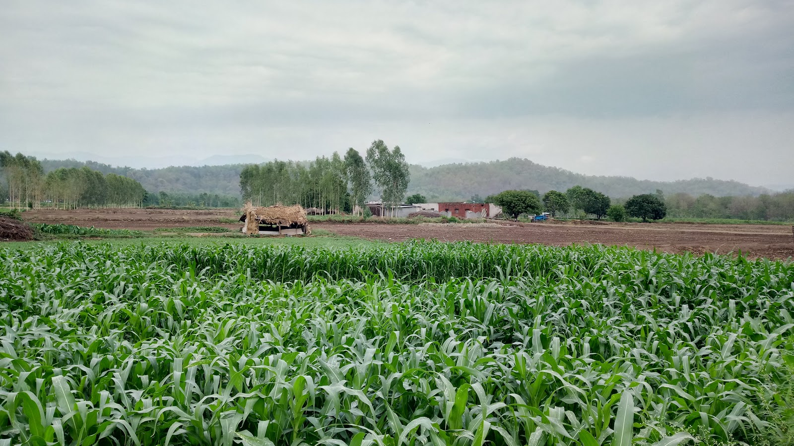 Opinion | Seeds Of Sabotage: The 'Agro-Terrorism' Threat India Can't Ignore