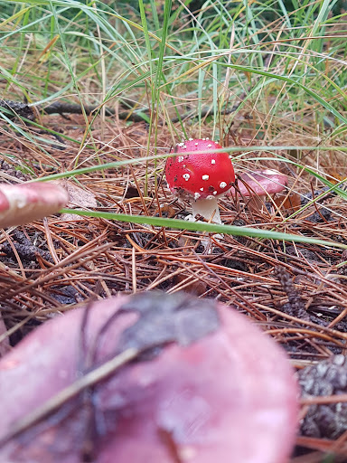 Speelkuil - Thumbnail