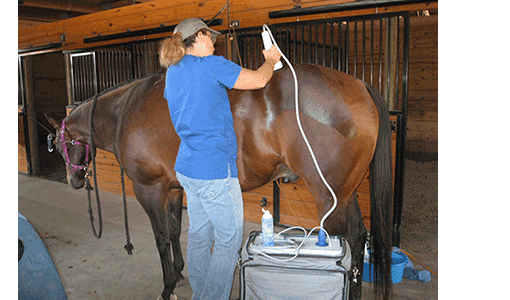 Cutting Edge Equine Veterinary - Thumbnail