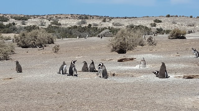 Punta Tombo