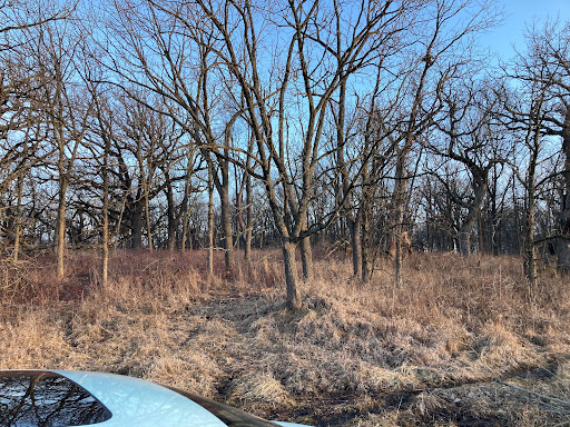 Sibley Grove - Thumbnail