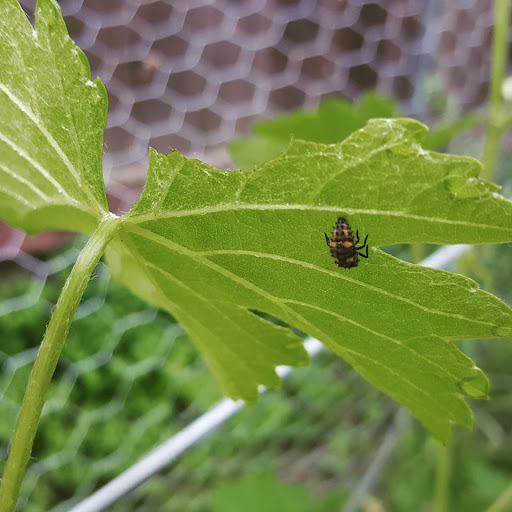 Organic Control, Inc - Thumbnail
