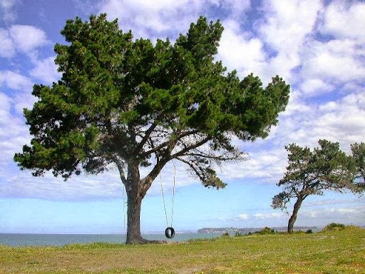 Yottecott NZ Ltd. Gallery - New Zealand