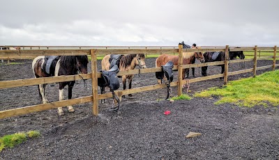 Photos of Glacier Horses