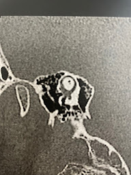 Photo n°19 de Docteur Catherine Vidal à Paris (Neurophysiologiste)