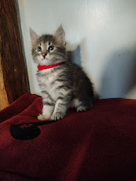 Photo n°14 de Elevage de l'Amour des Chiens et Chats Liessies à Liessies (Éleveur de chiens)