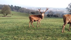 Red Deer Park bristol