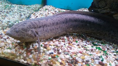 Photos of Harp's Exotic Fish & Pets