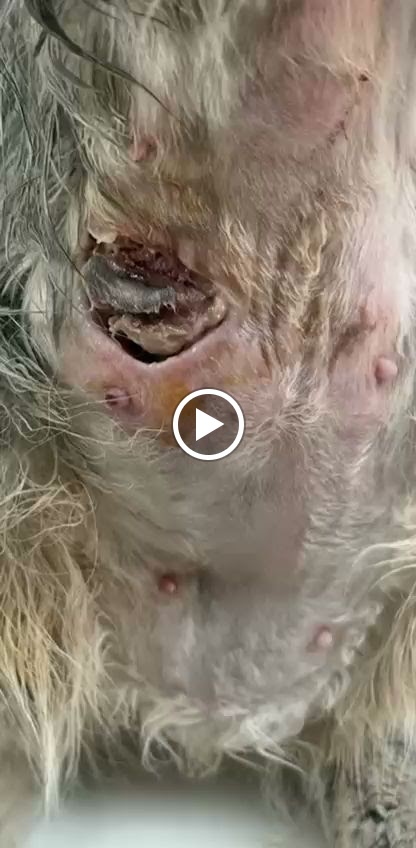 عيادة عائشة البيطرية - صورة 3