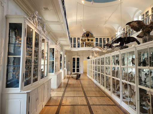 Naturkundemuseum Bamberg - Thumbnail