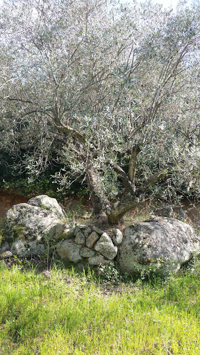 Tescere - Thumbnail