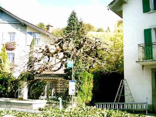 Photo de Lattion & Veillard SA - Paysagiste