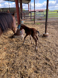 Photo n°9 de Centre Equestre Le Fleuriel EARL à Épineuil-le-Fleuriel (Centre équestre)