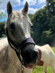 Photo n°13 de DOMAINE EQUESTRE DES BACHATS à Rhodes (Éleveur)