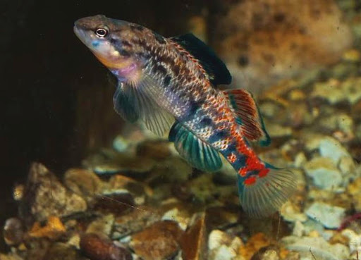 Regenbogenelritze Springbarsch, Teichfischzucht, Nordamerikanische Zierfisch-Raritäten - Thumbnail