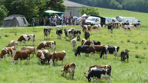 Photo de Croquettes Braguier (Sarl Frap Braguier) à Saint-Gervais-les-Trois-Clochers (86230)