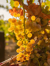 Photo n°35 de Domaine les Grandes Marges à Valensole (Bar à vin)