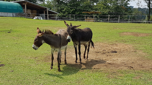 The Lime Tree Farm - Thumbnail